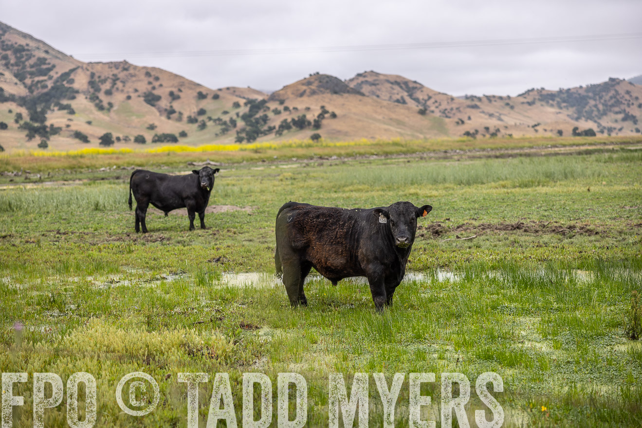 TMyers_SanBenitoRanch_CA_May2023-522446