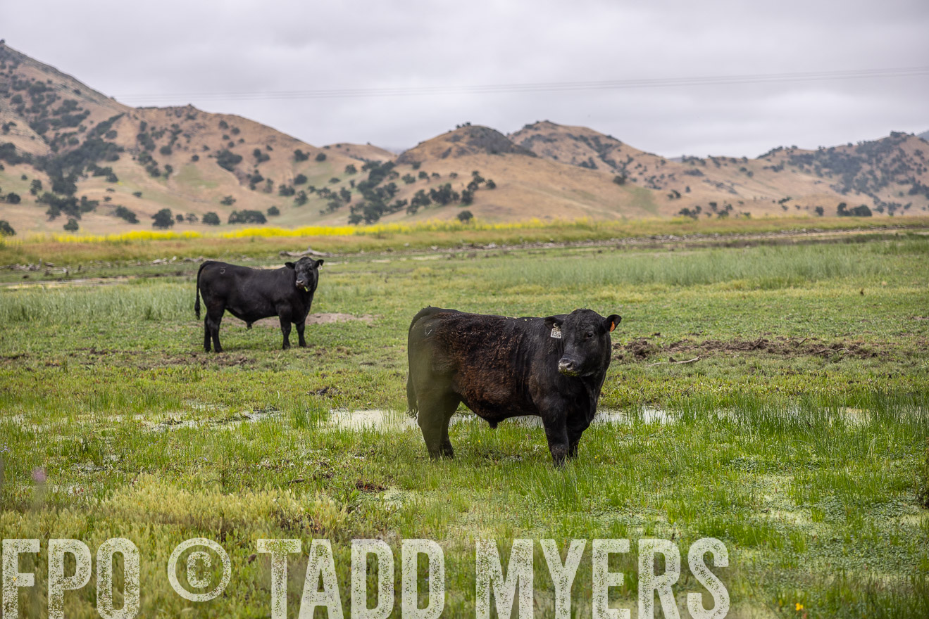 TMyers_SanBenitoRanch_CA_May2023-522452