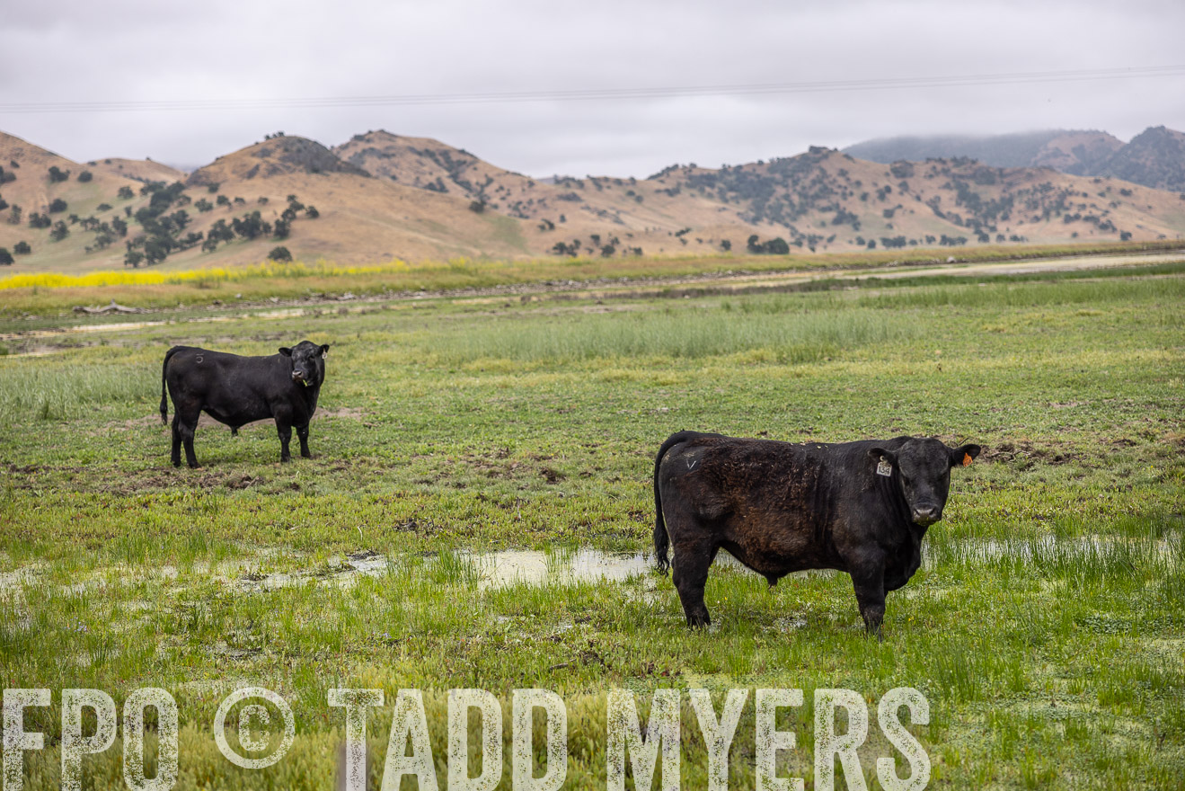 TMyers_SanBenitoRanch_CA_May2023-522457