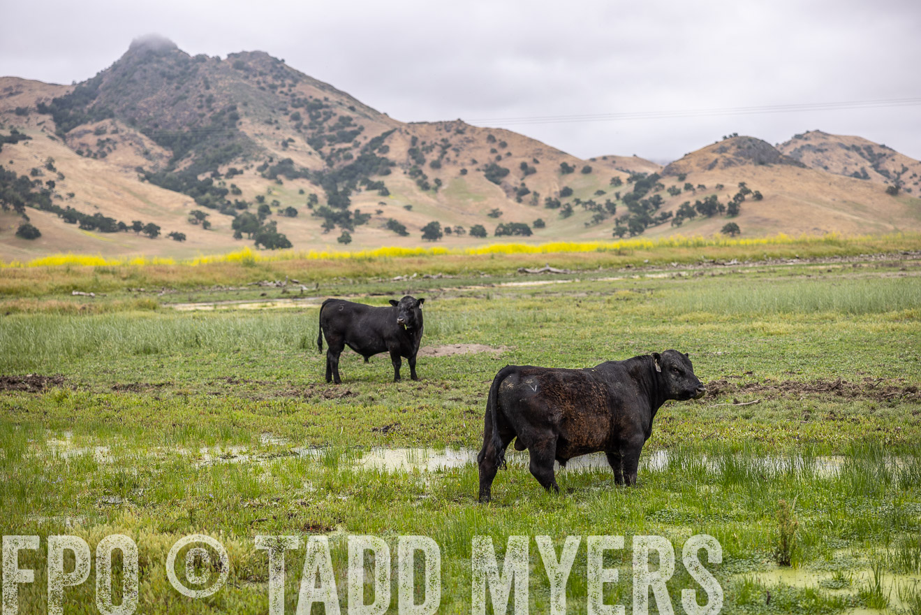 TMyers_SanBenitoRanch_CA_May2023-522473