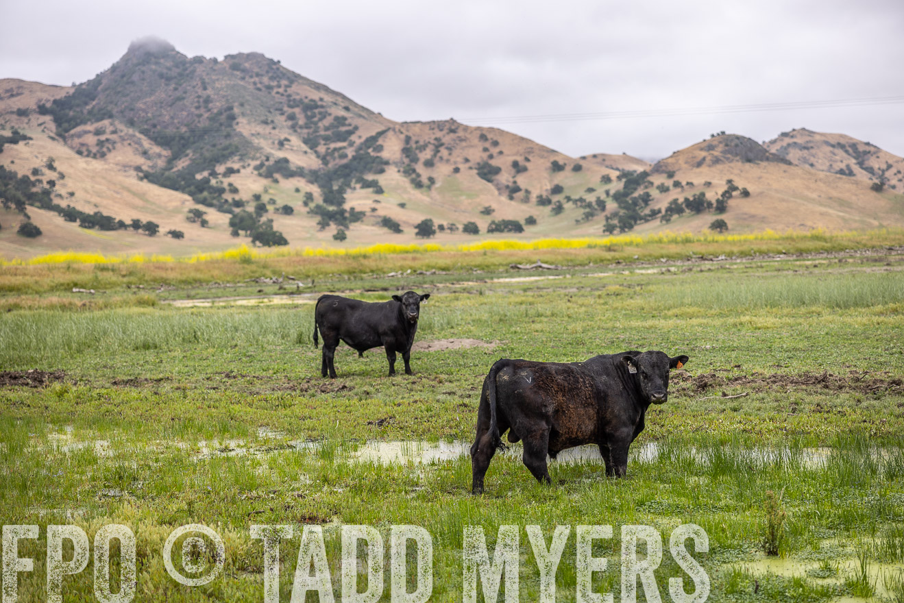 TMyers_SanBenitoRanch_CA_May2023-522476