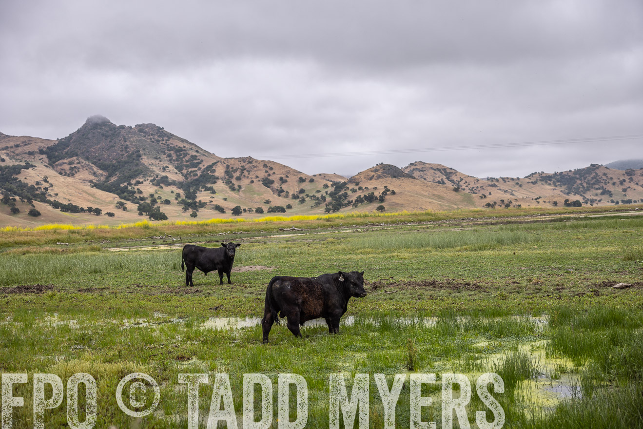 TMyers_SanBenitoRanch_CA_May2023-522490