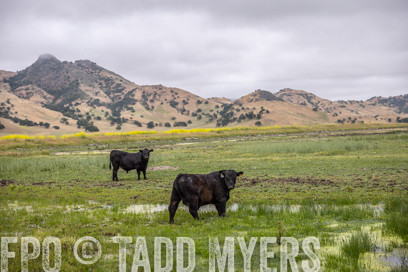 TMyers_SanBenitoRanch_CA_May2023-522505