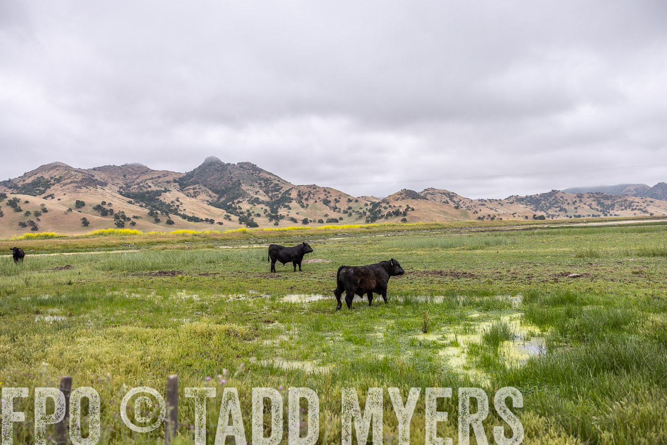 TMyers_SanBenitoRanch_CA_May2023-522545
