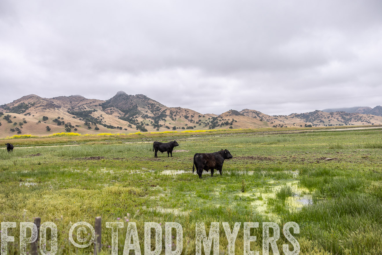 TMyers_SanBenitoRanch_CA_May2023-522556