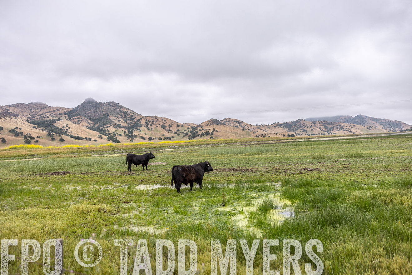 TMyers_SanBenitoRanch_CA_May2023-522560