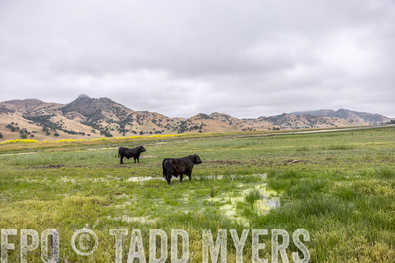 TMyers_SanBenitoRanch_CA_May2023-522566