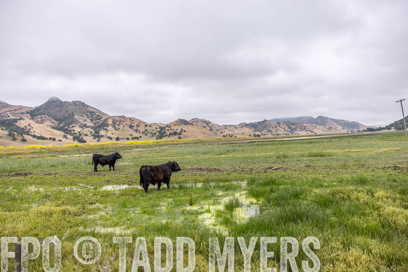 TMyers_SanBenitoRanch_CA_May2023-522576