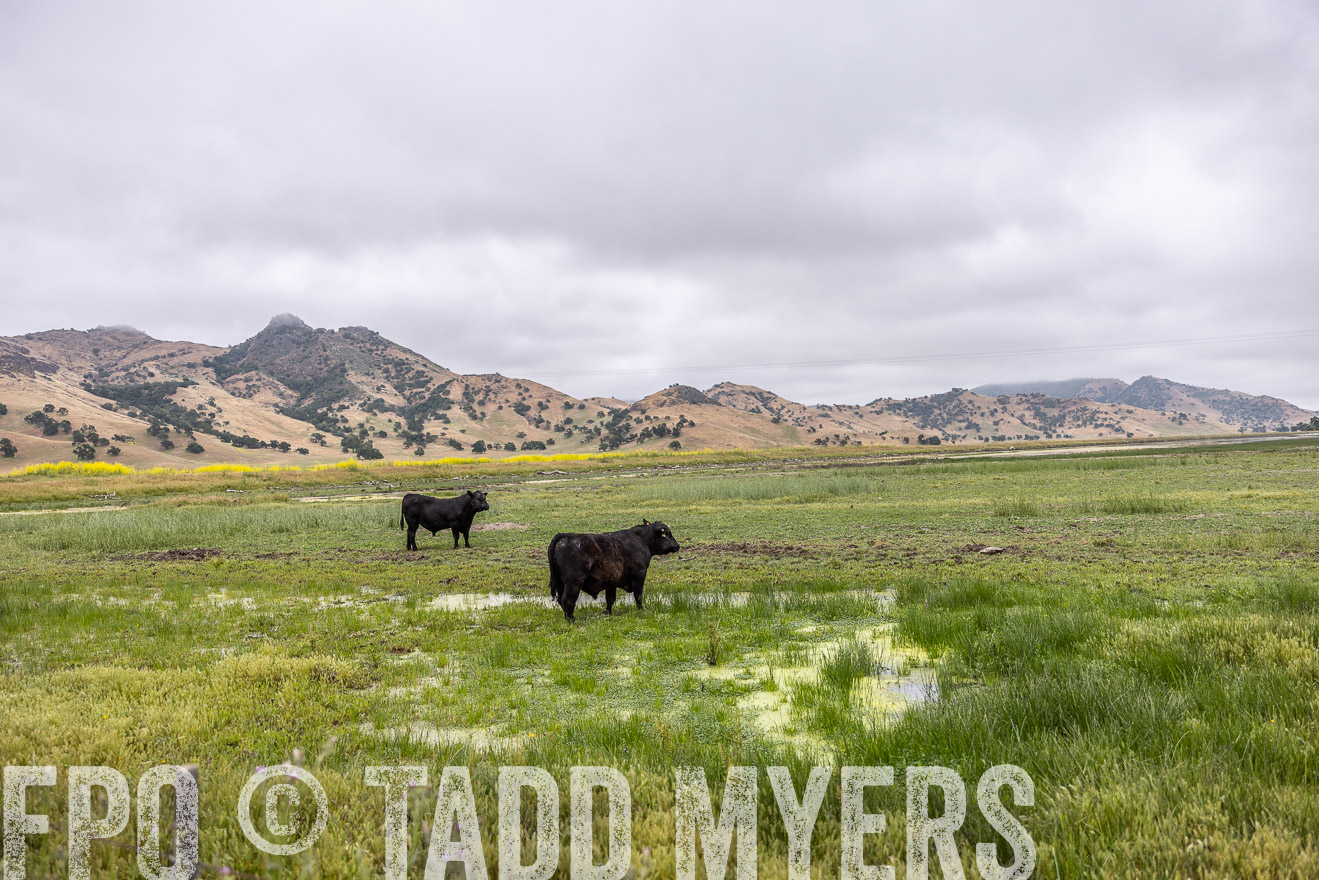 TMyers_SanBenitoRanch_CA_May2023-522581