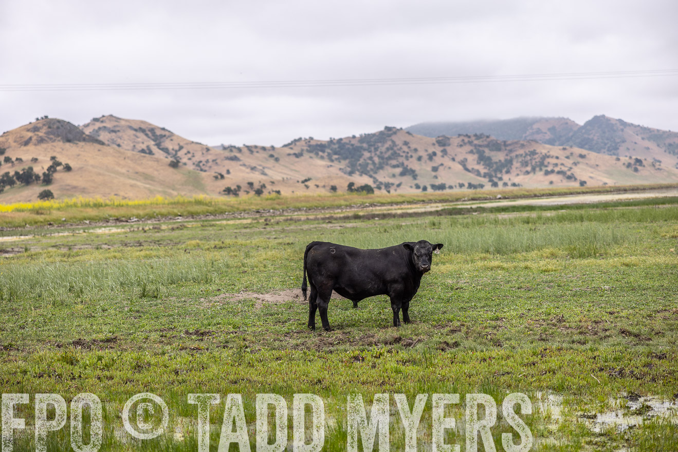 TMyers_SanBenitoRanch_CA_May2023-522594