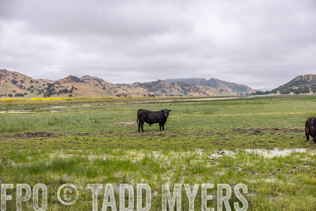 TMyers_SanBenitoRanch_CA_May2023-522609