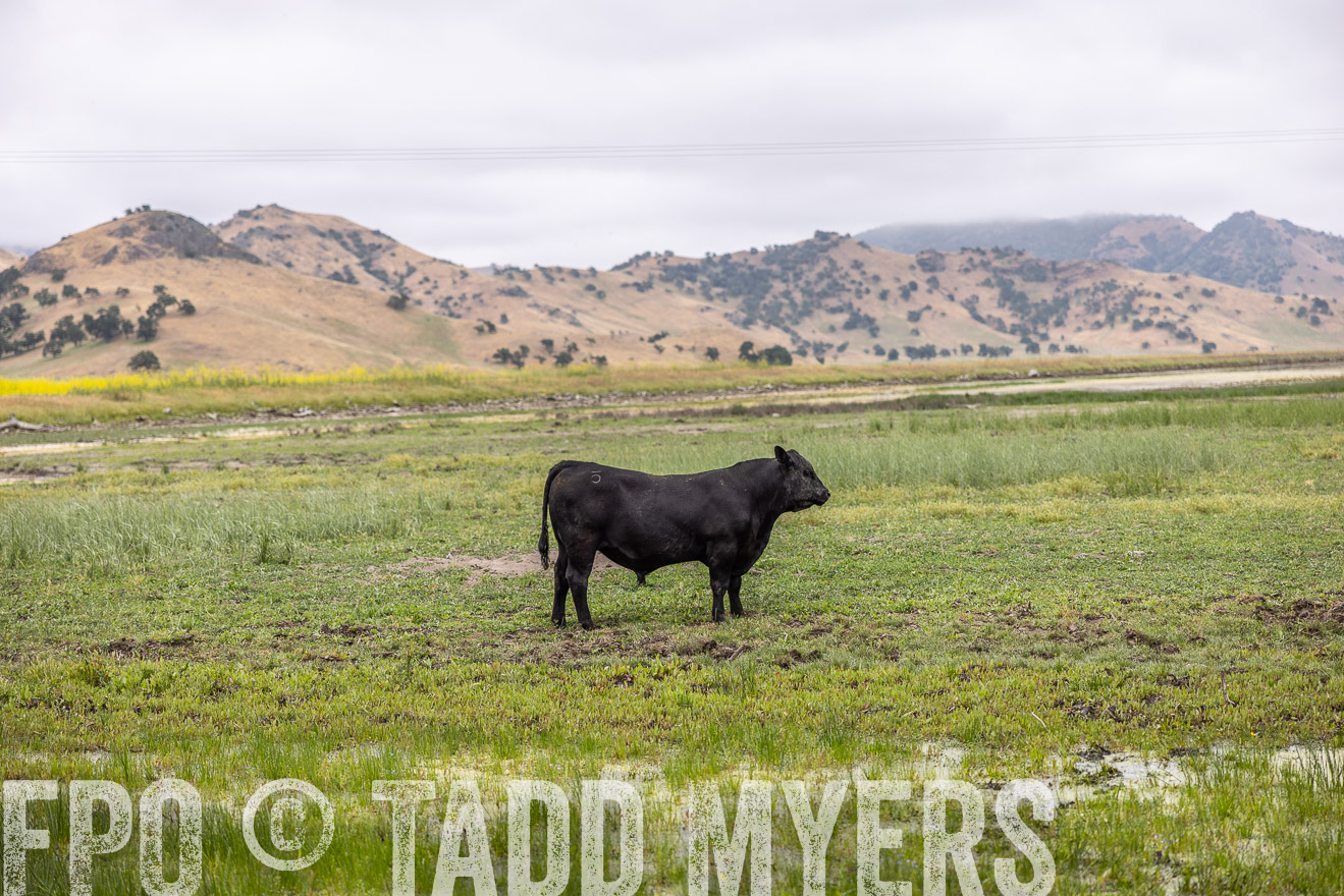TMyers_SanBenitoRanch_CA_May2023-522636