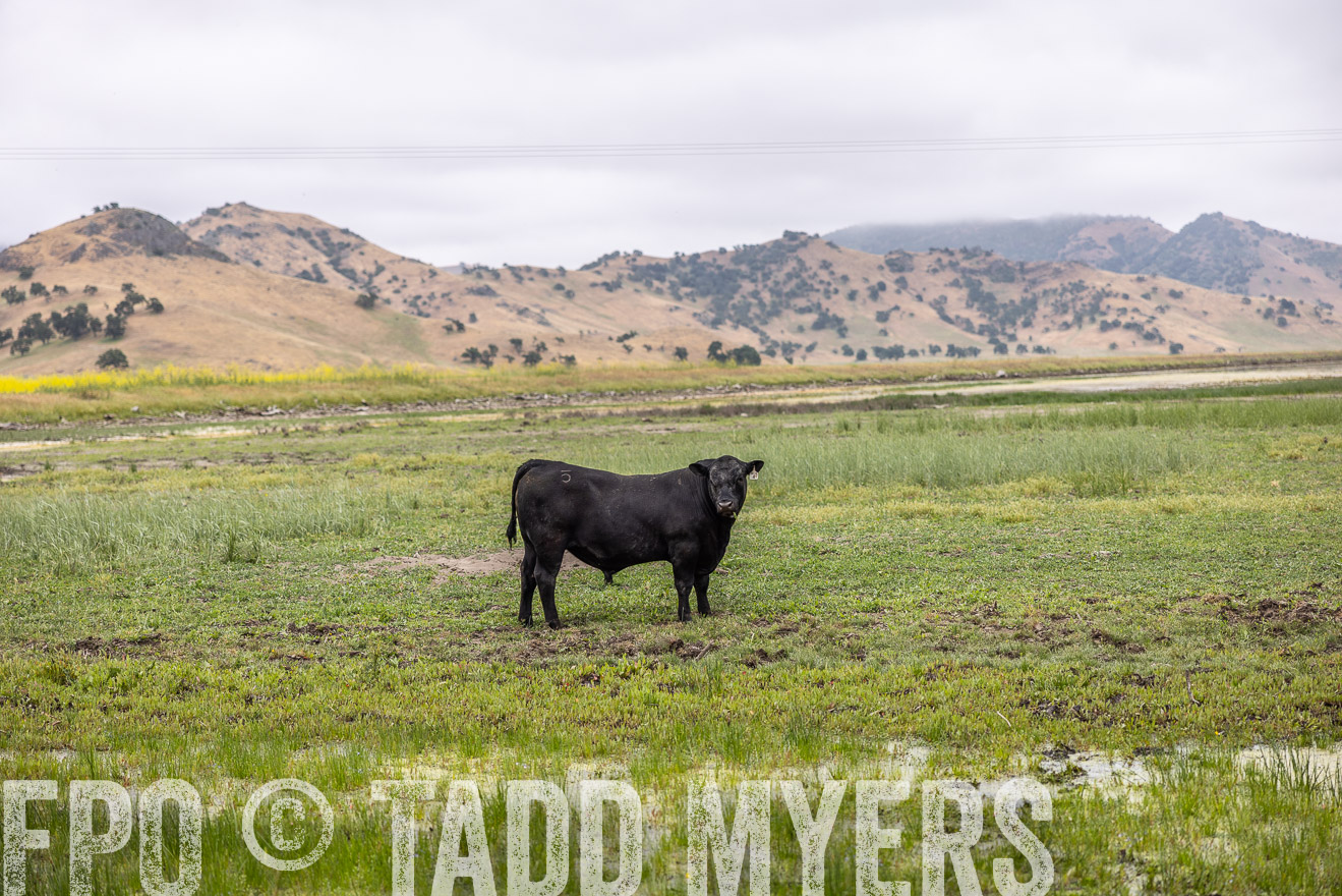 TMyers_SanBenitoRanch_CA_May2023-522646