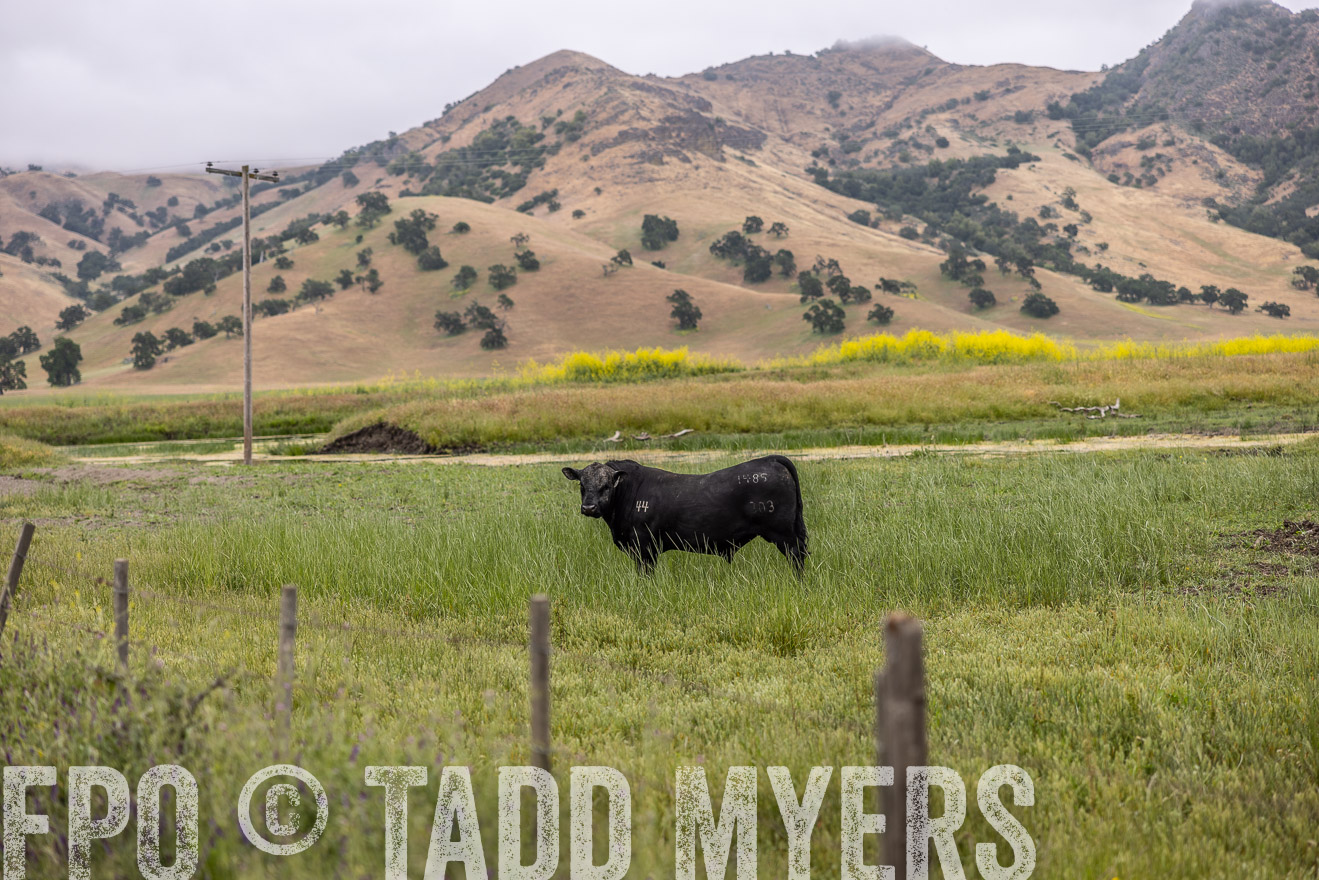 TMyers_SanBenitoRanch_CA_May2023-522658