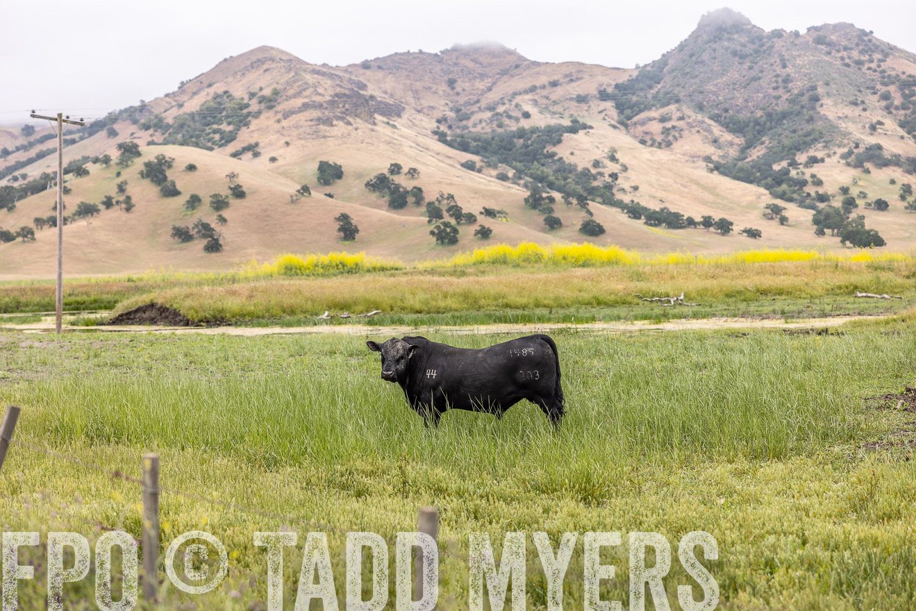 TMyers_SanBenitoRanch_CA_May2023-522661