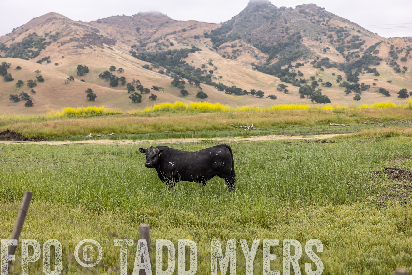 TMyers_SanBenitoRanch_CA_May2023-522665