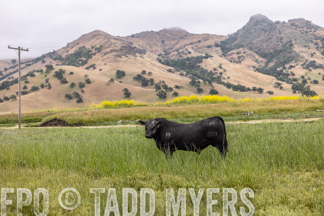 TMyers_SanBenitoRanch_CA_May2023-522698