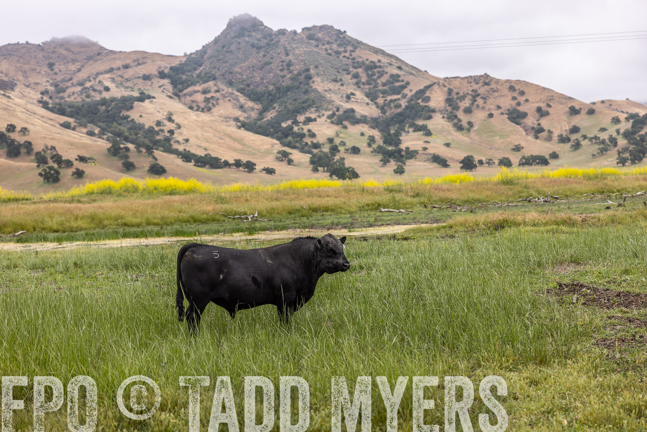 TMyers_SanBenitoRanch_CA_May2023-522784