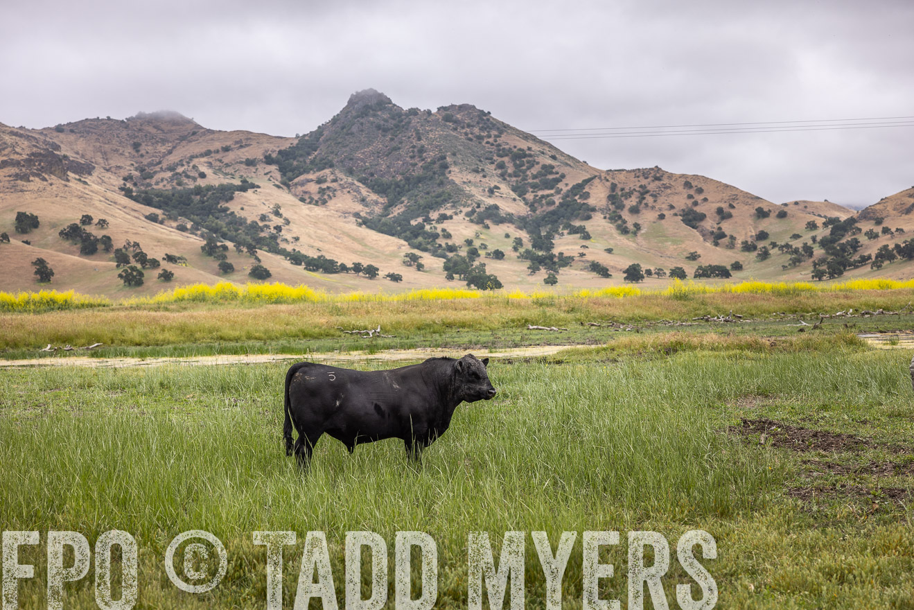 TMyers_SanBenitoRanch_CA_May2023-522789