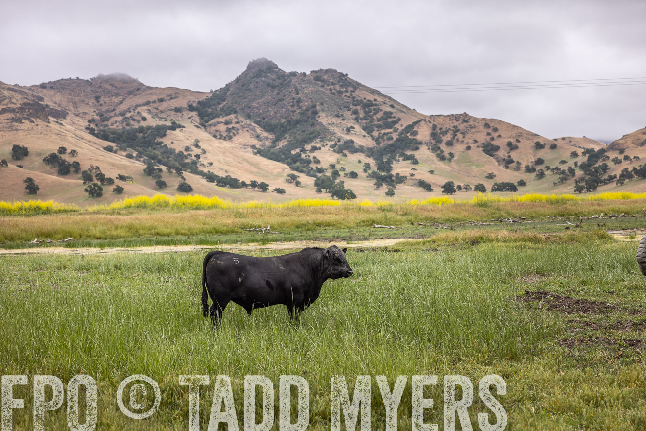 TMyers_SanBenitoRanch_CA_May2023-522792