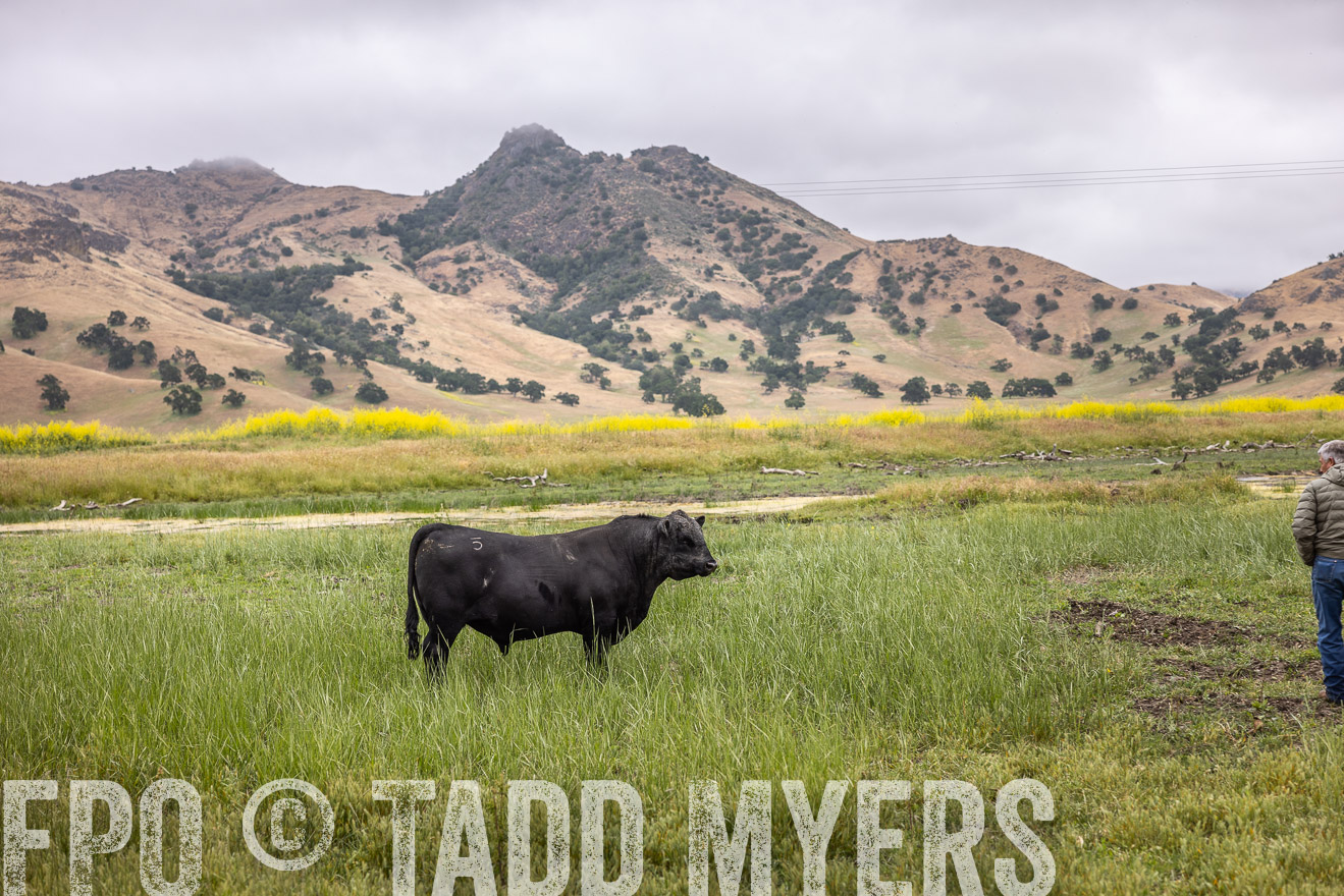 TMyers_SanBenitoRanch_CA_May2023-522794