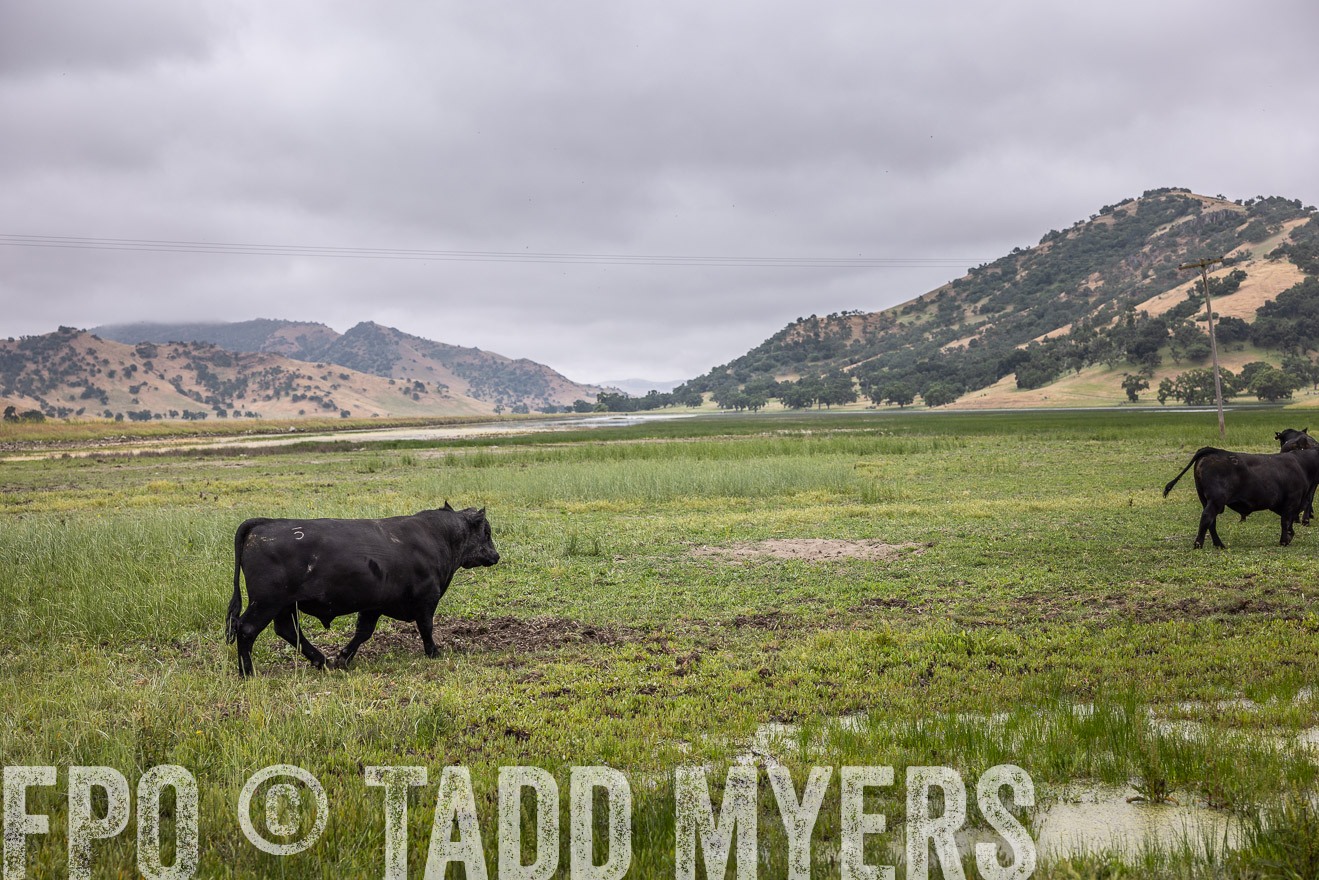 TMyers_SanBenitoRanch_CA_May2023-522886