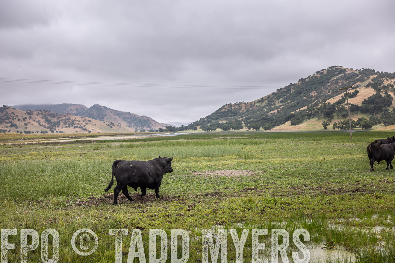 TMyers_SanBenitoRanch_CA_May2023-522890