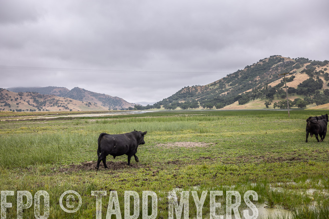 TMyers_SanBenitoRanch_CA_May2023-522895