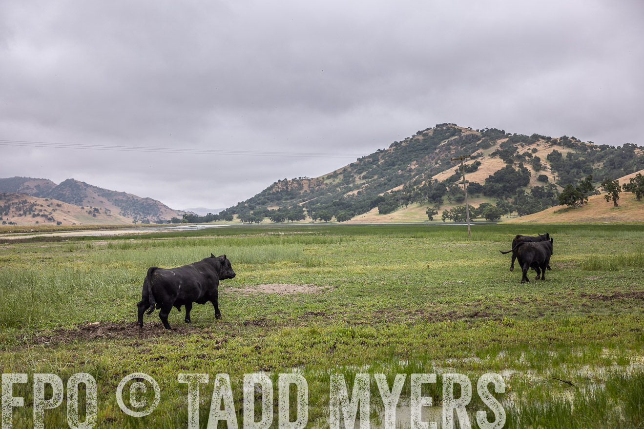 TMyers_SanBenitoRanch_CA_May2023-522897