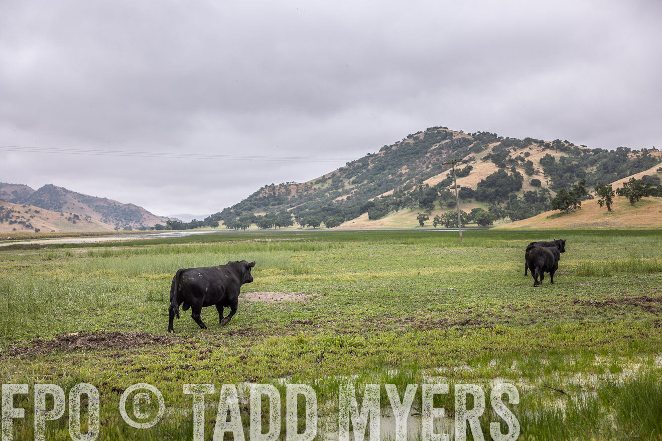 TMyers_SanBenitoRanch_CA_May2023-522903