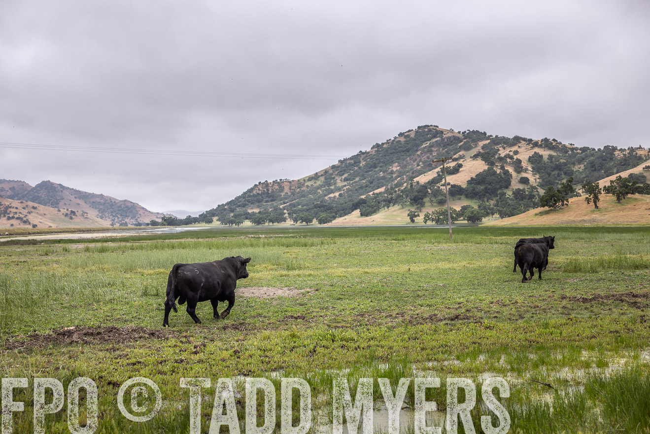 TMyers_SanBenitoRanch_CA_May2023-522904