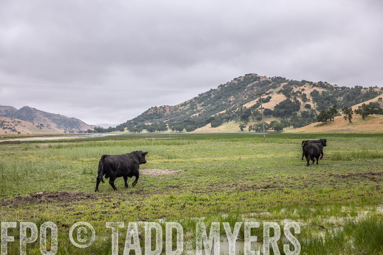TMyers_SanBenitoRanch_CA_May2023-522905