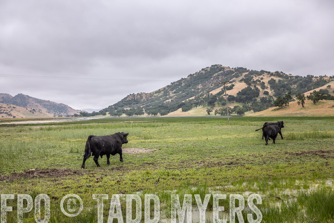 TMyers_SanBenitoRanch_CA_May2023-522906