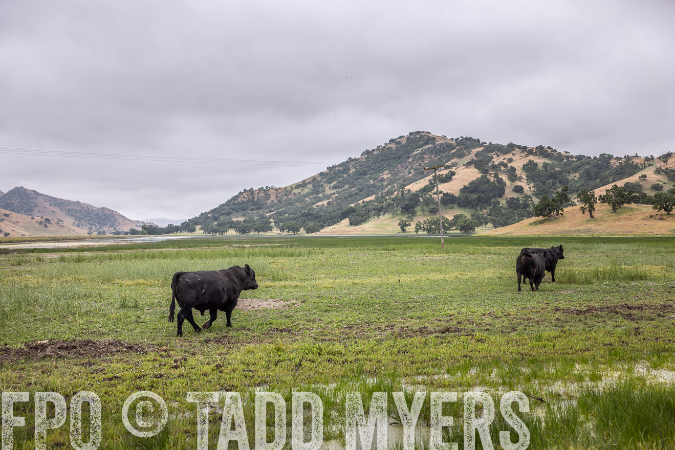 TMyers_SanBenitoRanch_CA_May2023-522911