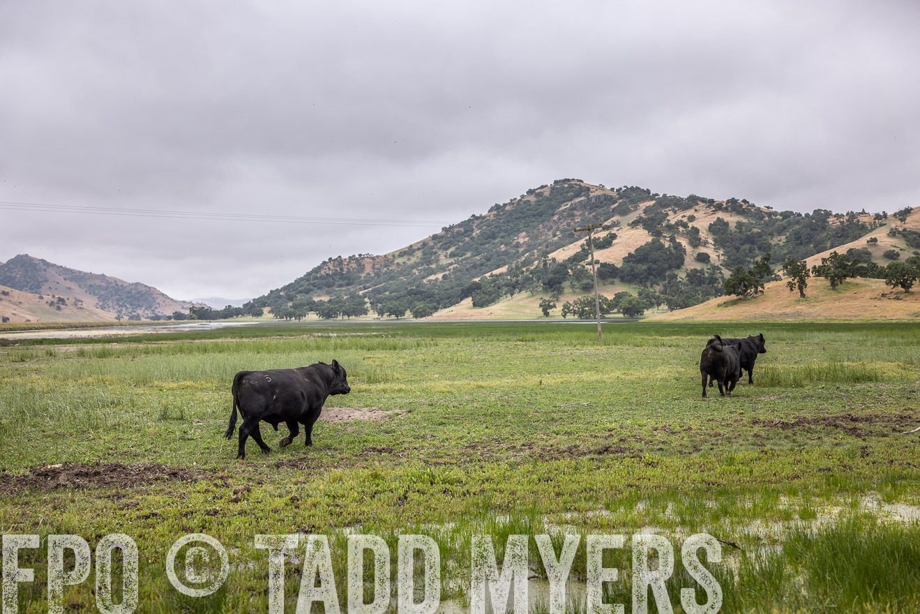 TMyers_SanBenitoRanch_CA_May2023-522912