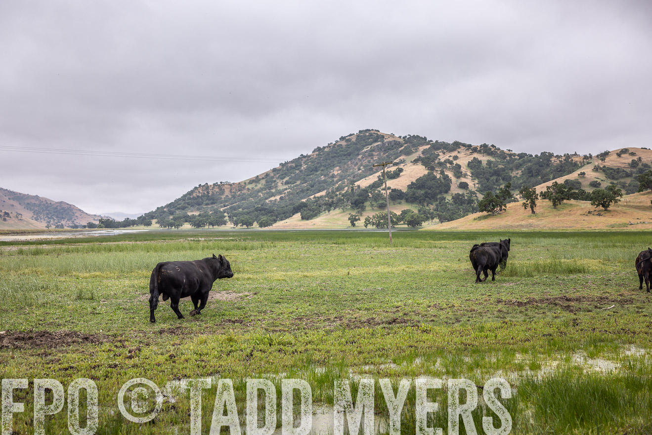 TMyers_SanBenitoRanch_CA_May2023-522913