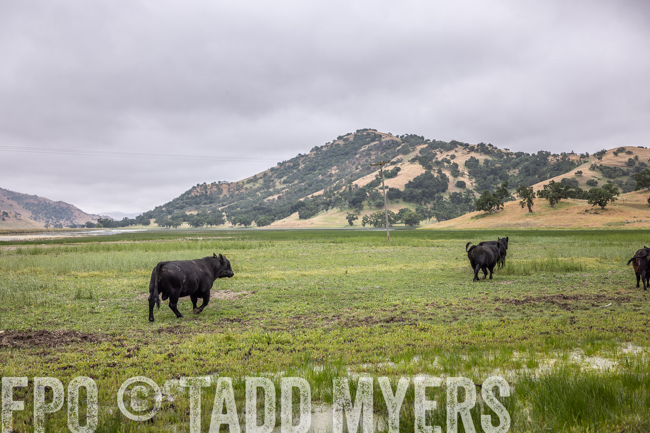 TMyers_SanBenitoRanch_CA_May2023-522914
