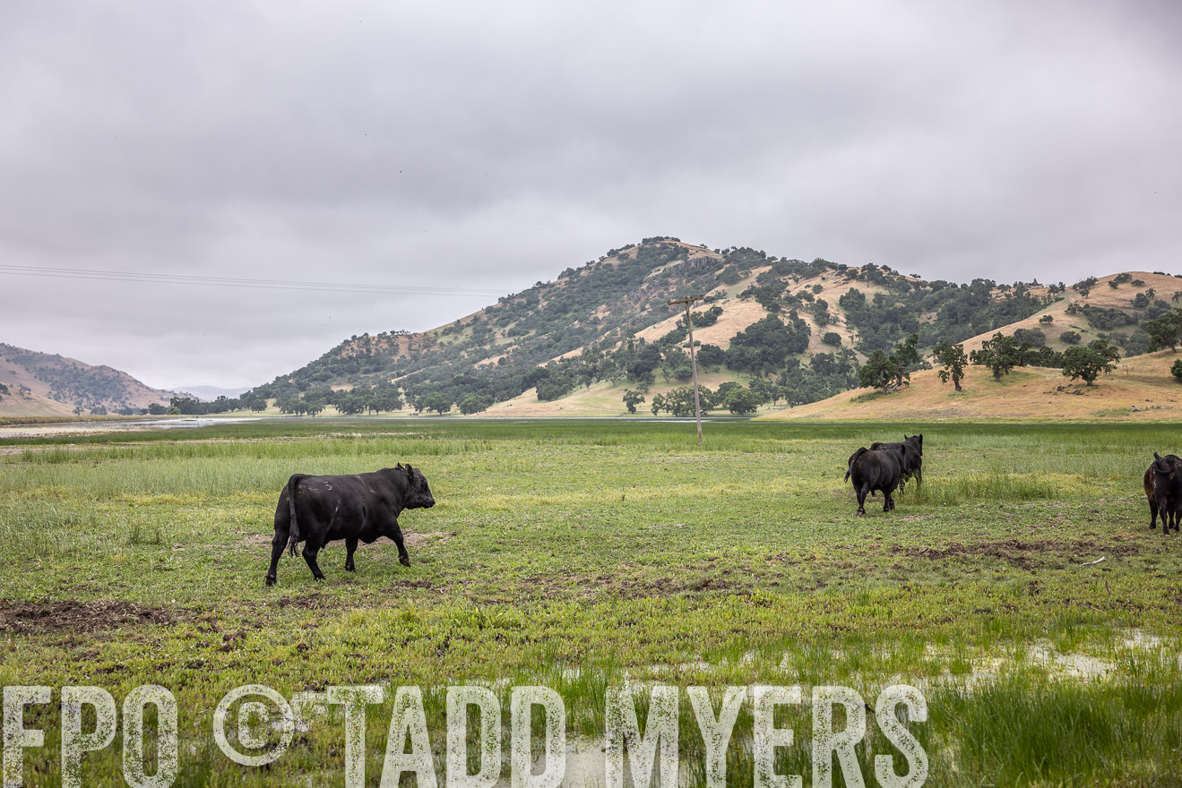 TMyers_SanBenitoRanch_CA_May2023-522916