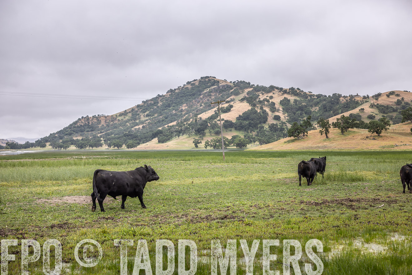 TMyers_SanBenitoRanch_CA_May2023-522926