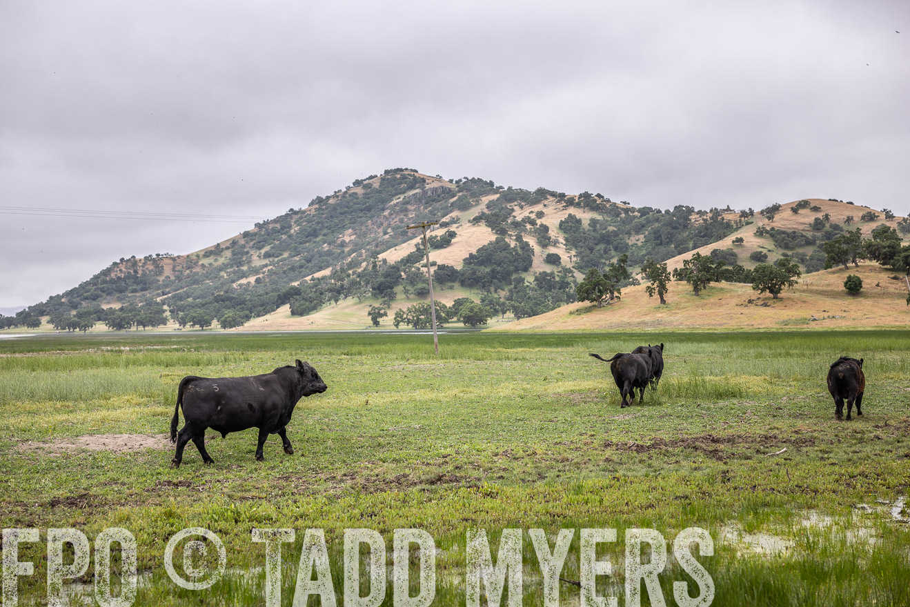 TMyers_SanBenitoRanch_CA_May2023-522929