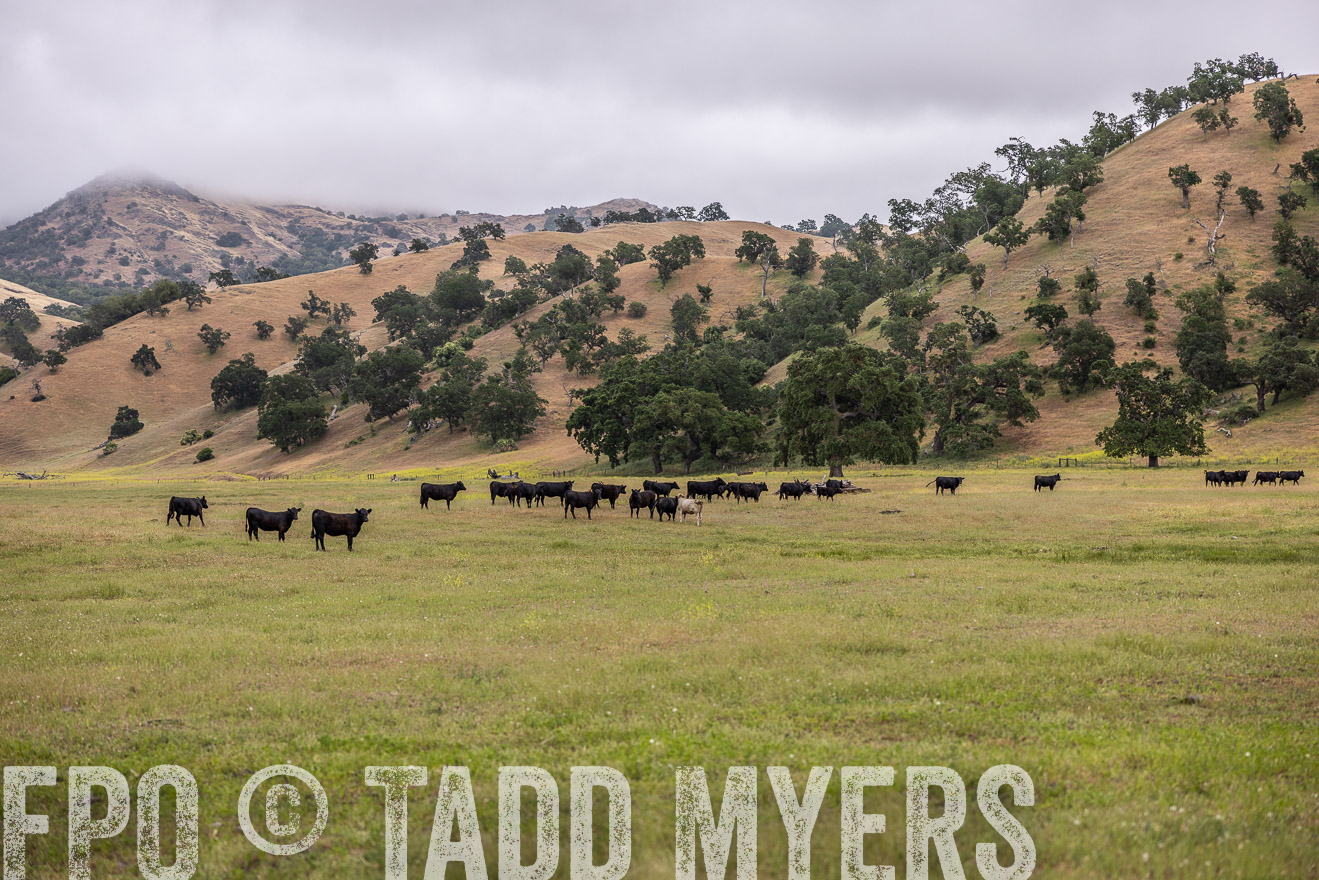 TMyers_SanBenitoRanch_CA_May2023-523773