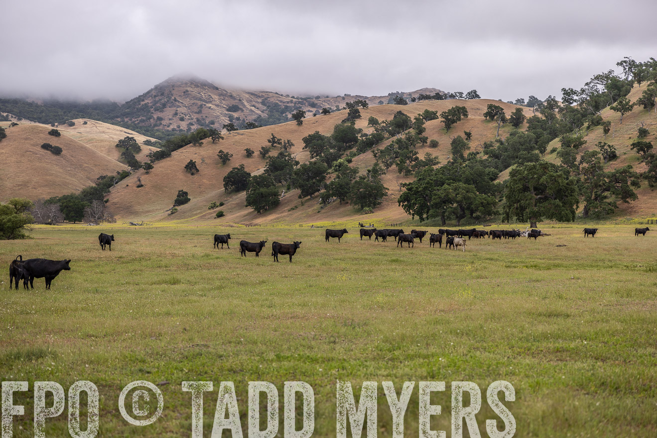 TMyers_SanBenitoRanch_CA_May2023-523774