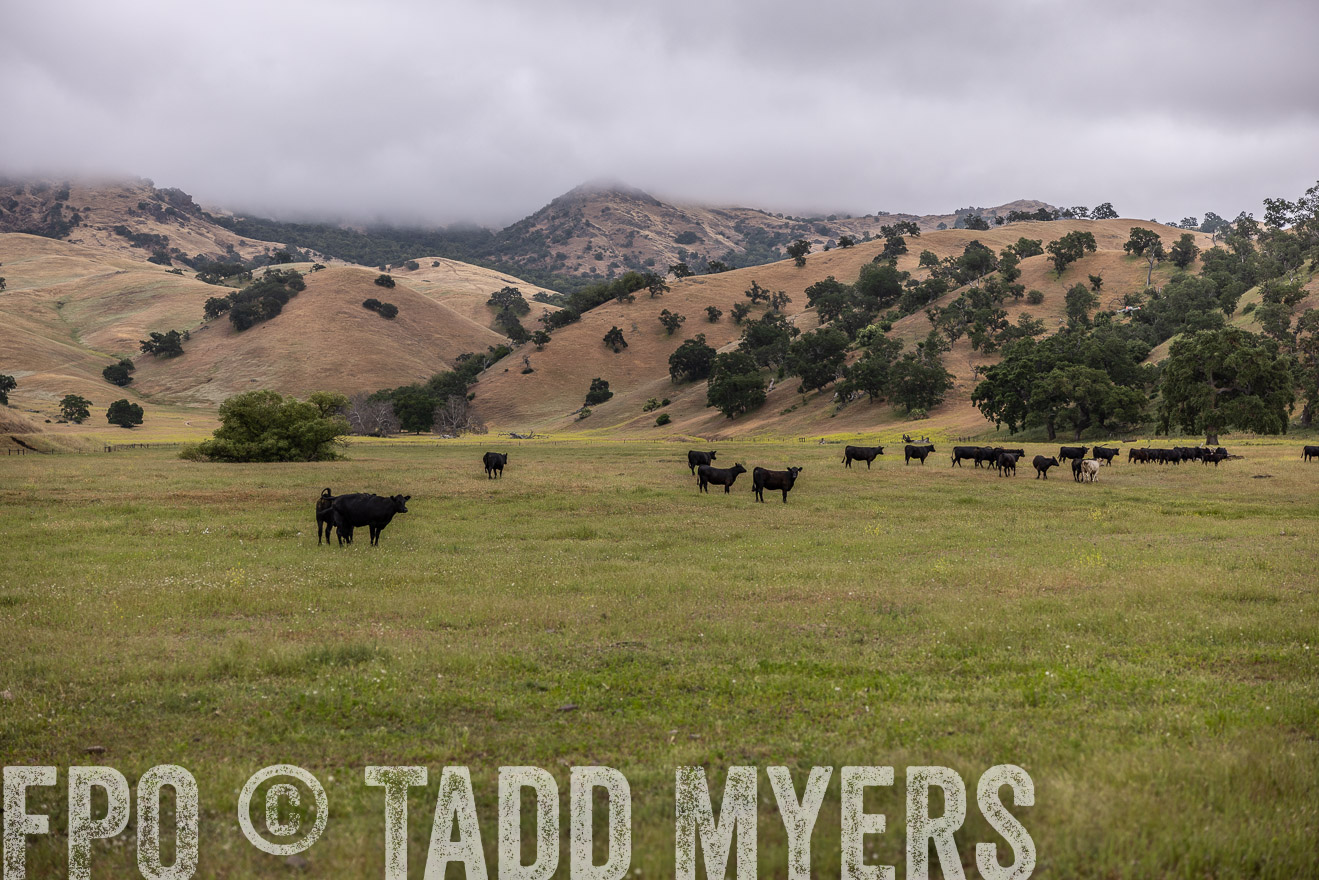 TMyers_SanBenitoRanch_CA_May2023-523778