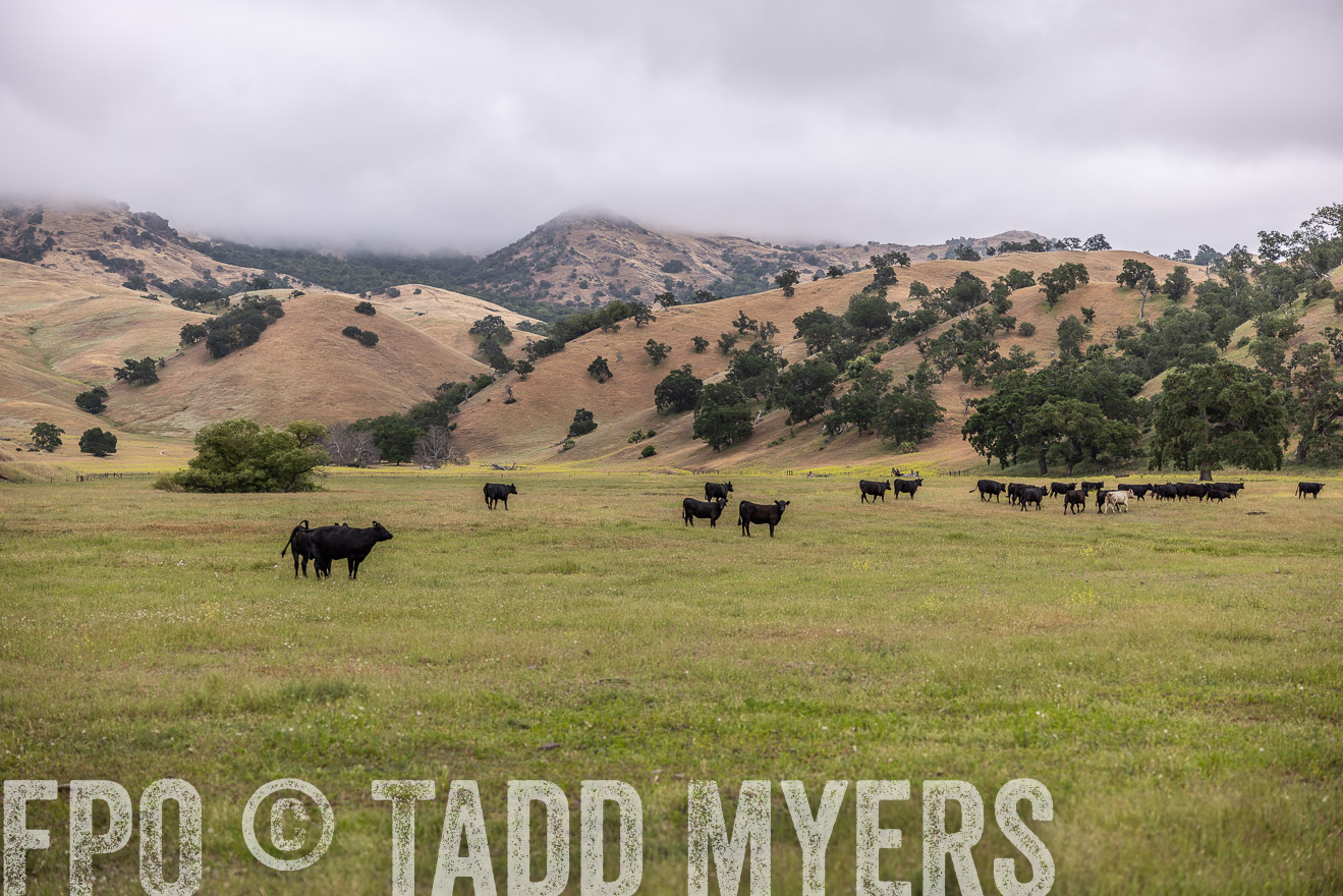 TMyers_SanBenitoRanch_CA_May2023-523785