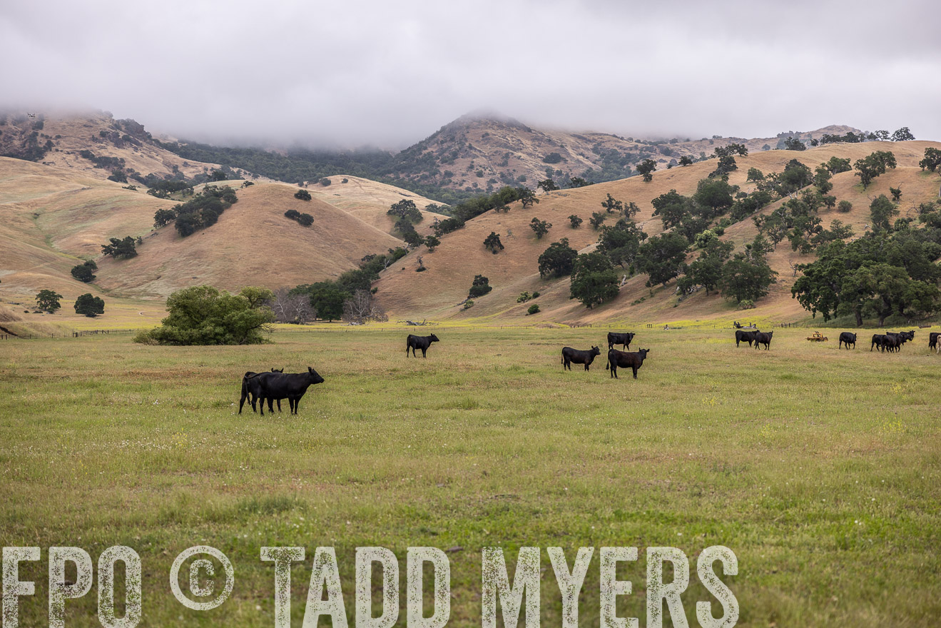 TMyers_SanBenitoRanch_CA_May2023-523794