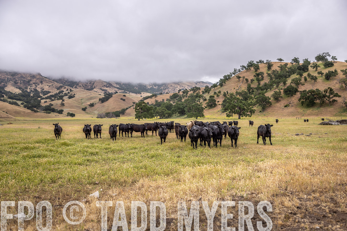 TMyers_SanBenitoRanch_CA_May2023-523925