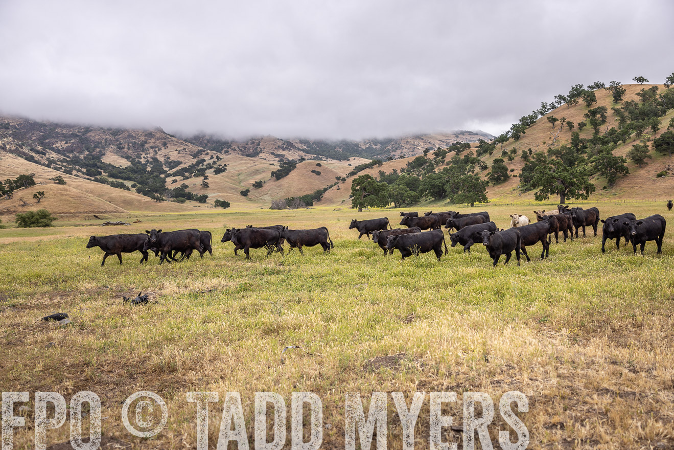 TMyers_SanBenitoRanch_CA_May2023-523960