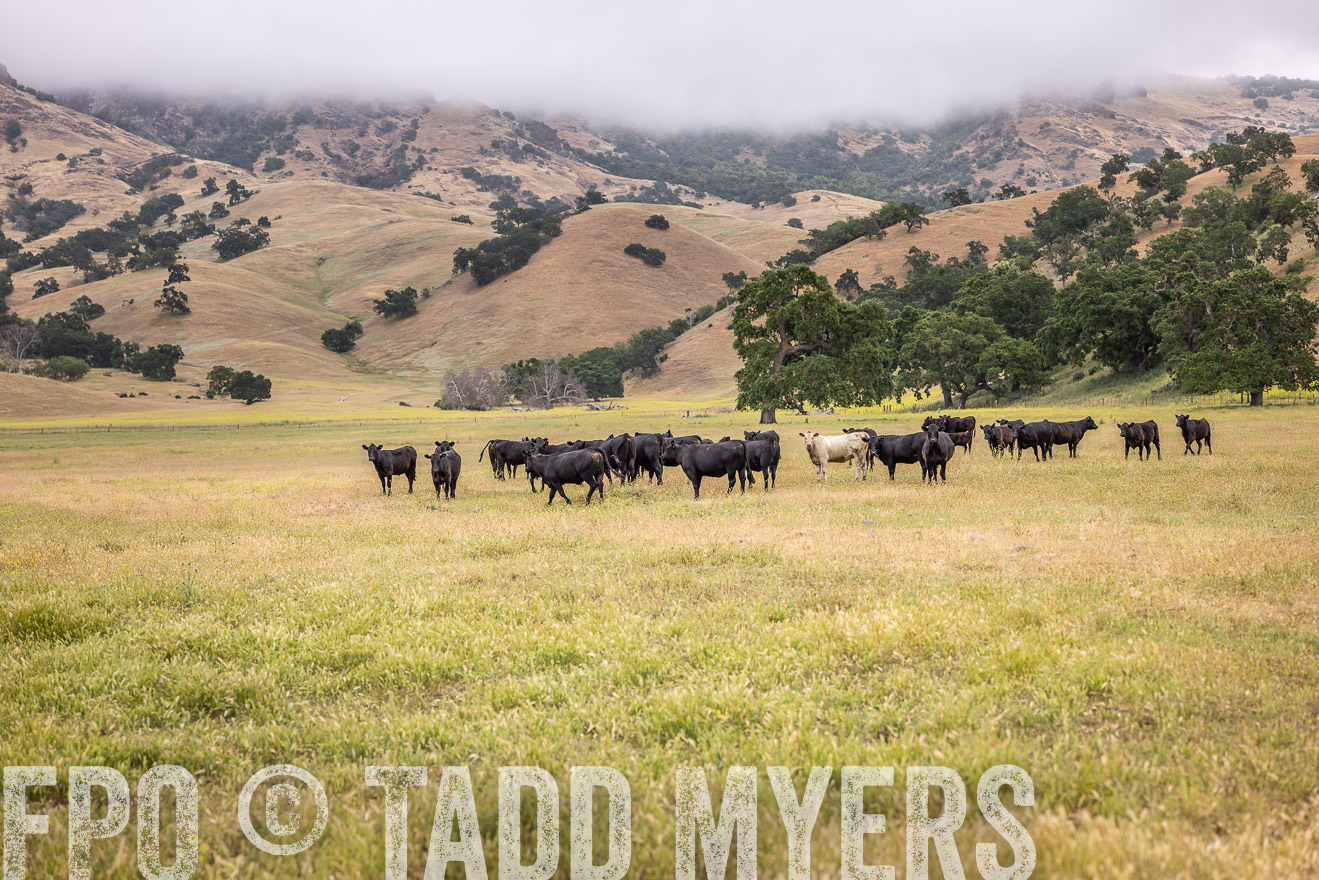 TMyers_SanBenitoRanch_CA_May2023-524023