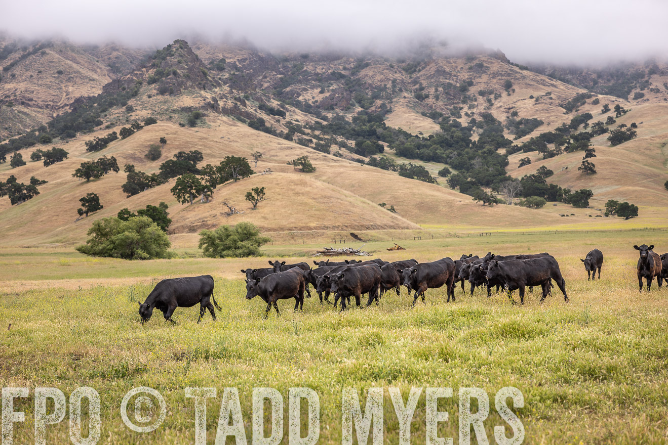 TMyers_SanBenitoRanch_CA_May2023-524031