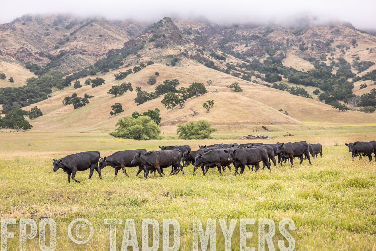TMyers_SanBenitoRanch_CA_May2023-524044